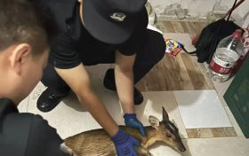 “萌兽”误闯酒店  民警护送“回家”缩略图