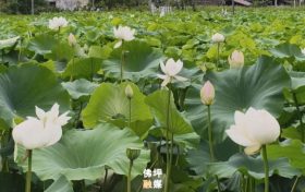 进入最佳观赏期！佛坪夏日限定荷花美景，等你来打卡~缩略图