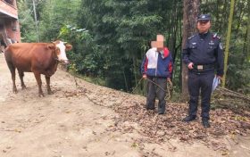 哞～牛“离家出走”了！民警翻山越岭把它 “喊”回家缩略图