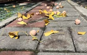 路边的银杏果为什么不能吃？缩略图